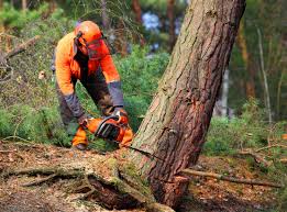 Best Tree Maintenance Programs  in West Covina, CA